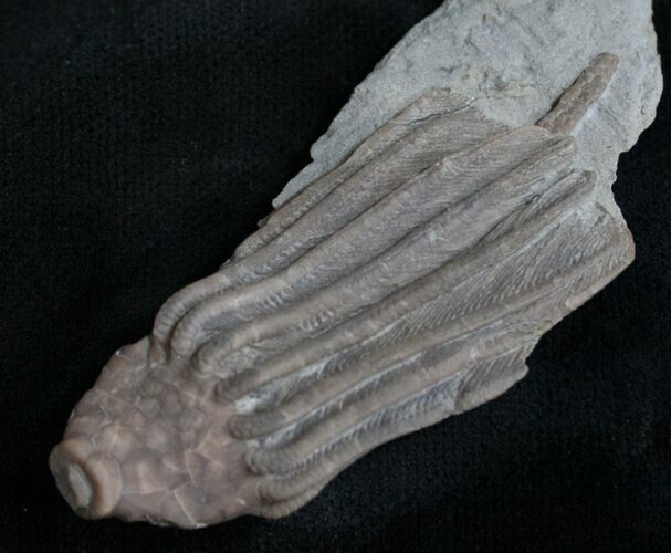 Detailed Macrocrinus Crinoid Crown - #8337